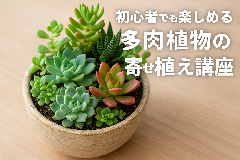 【渡良瀬グリーンプラザ】多肉植物の寄せ植えの画像