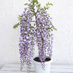 【渡良瀬グリーンプラザ】鉢で育てるフジの育て方の画像