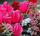 【渡良瀬グリーンプラザ】ガーデンシクラメンの寄せ植えの画像