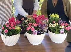 【渡良瀬グリーンプラザ】カーネーションをつかった寄せ植えの画像