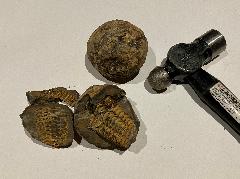 2/7（土）10:30～12:00【科学オリンピックワークショップ：地学】三葉虫の化石発掘にチャレンジ！の画像