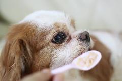 ■【まなびあいセミナー】犬と暮らす・老犬介護と看取ることの大切さの画像