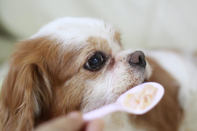 ■【県活生涯学習特任講師活動支援事業】犬の老後に寄り添う「犬にも願いがあり尊厳があると知る」の画像