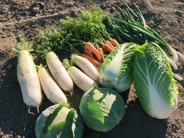 T101　うまくできる野菜づくり～基礎から応用～秋冬の画像
